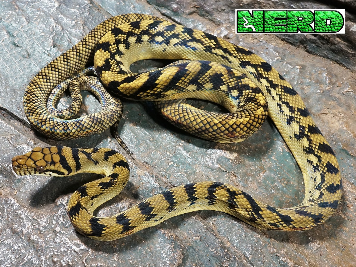 Sorong Barneck Scrub Python by New England Reptile Distributors ...