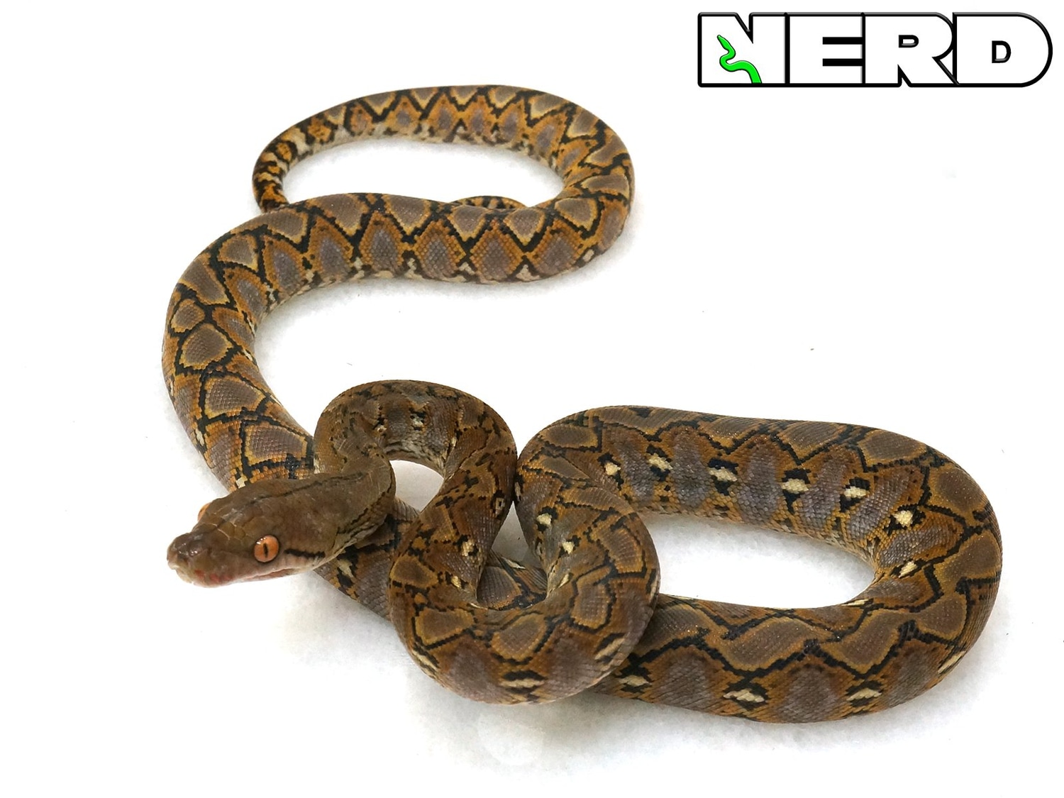 50% Super Dwarf Reticulated Python by New England Reptile Distributors ...
