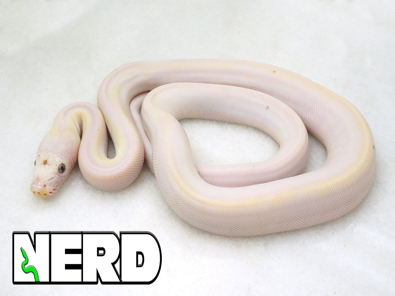 Cow Reticulated Python by New England Reptile Distributors - MorphMarket