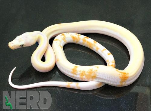 NERD Moo Reticulated Python by New England Reptile Distributors