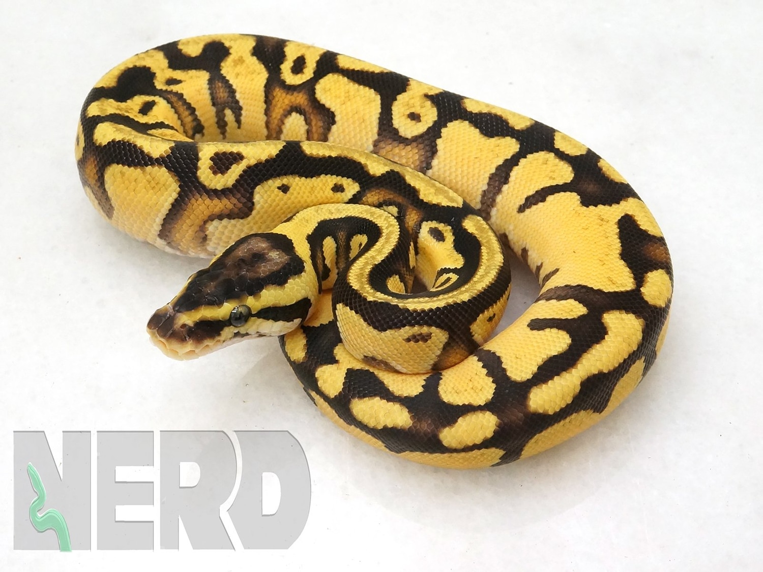 Pastel Enchi Yellowbelly Orange Dream Ball Python by New England