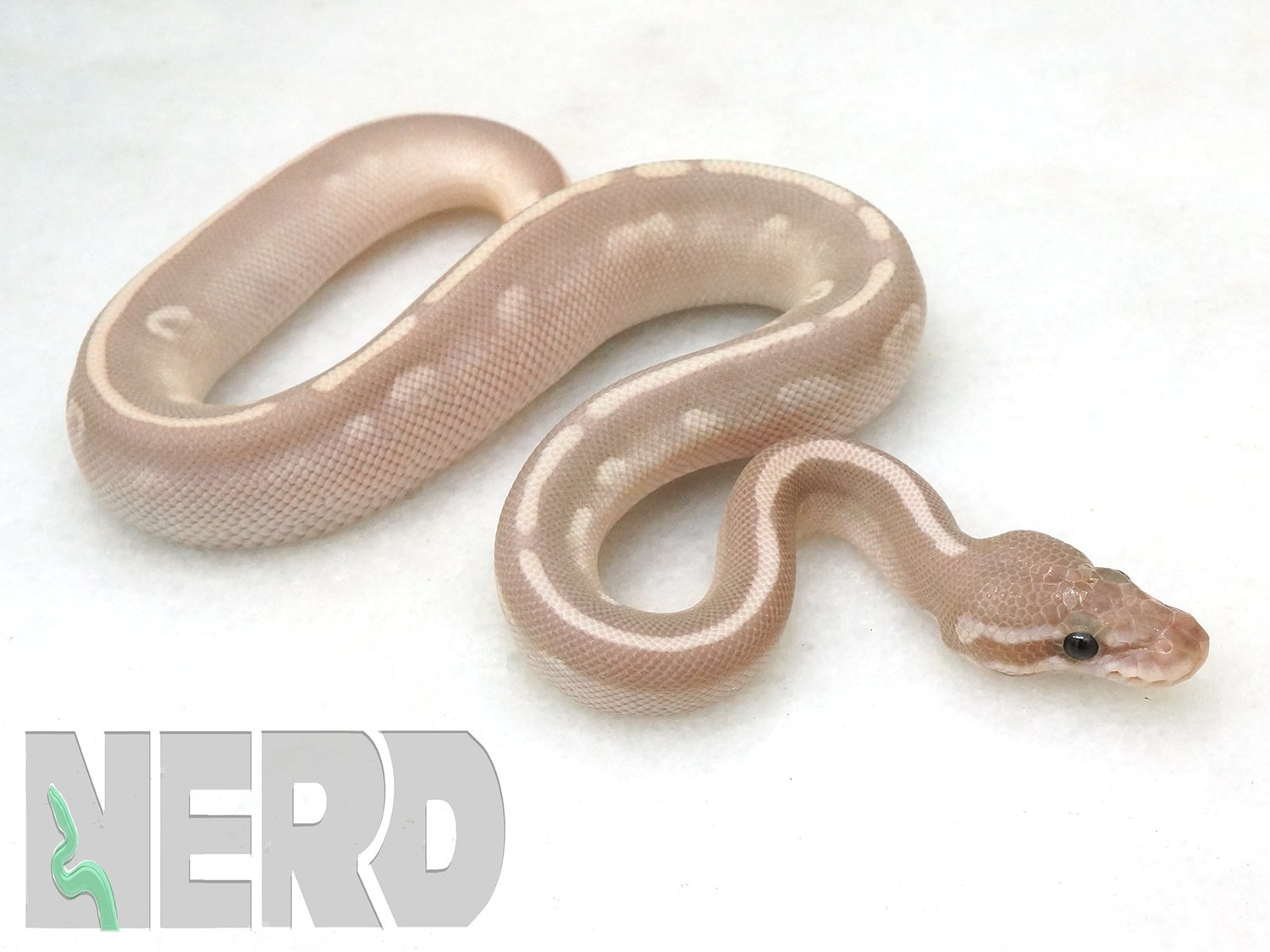 Coral Glow Super Phantom Ball Python by New England Reptile