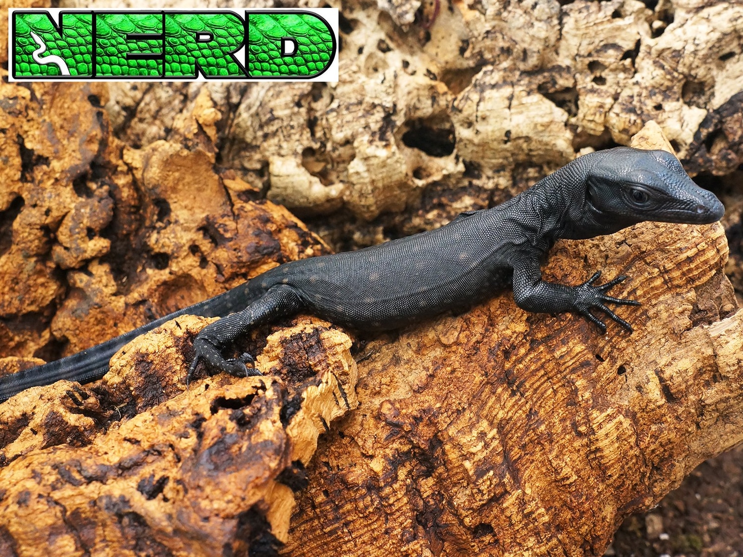 CBB NERD Socialized Black Dragon Water Monitor by New England Reptile Distributors MorphMarket