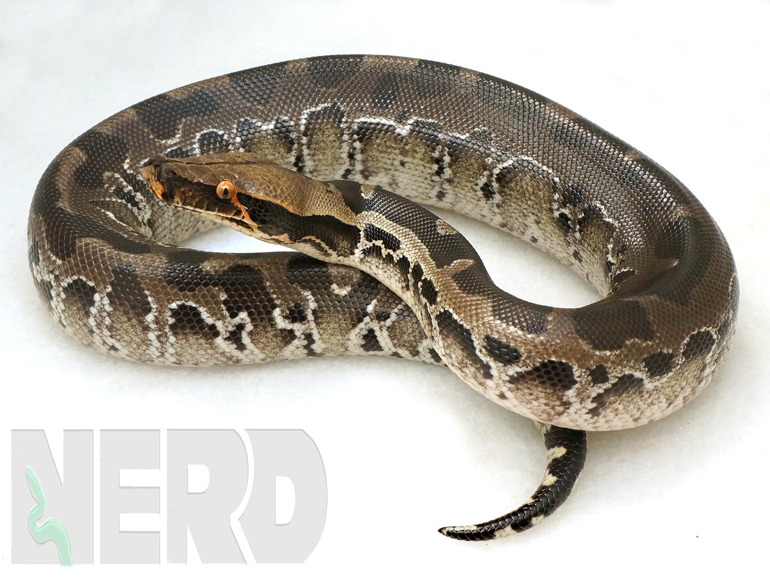 CB Sumatran Short-tailed Python by New England Reptile Distributors ...