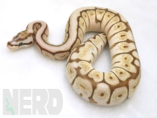 Lesser Spider Python Lesser Spider Micro Scale Ball Python by New England Reptile Distributors