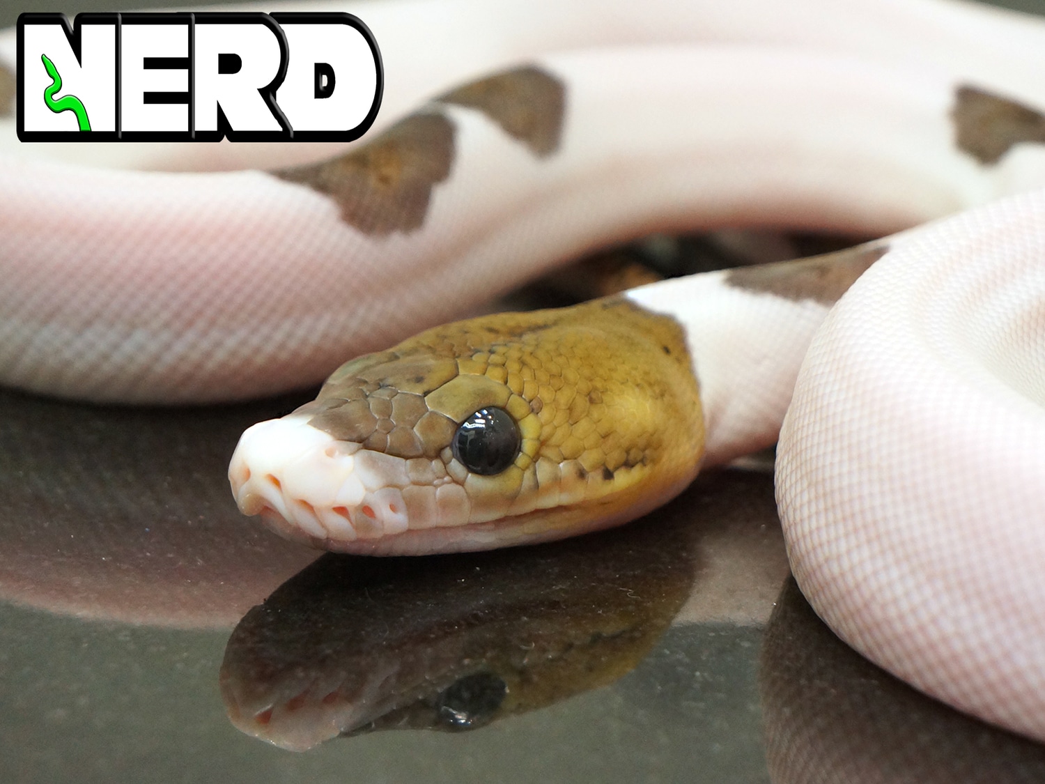 Piebald Poss Het Albino Reticulated Python by New England Reptile