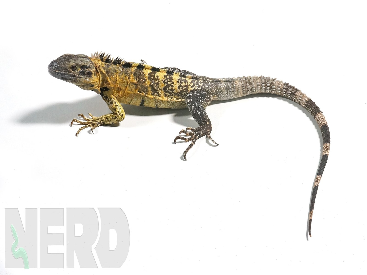 "Nigel" 2017 Banana Mexican Spinytailed Other Iguana by New England