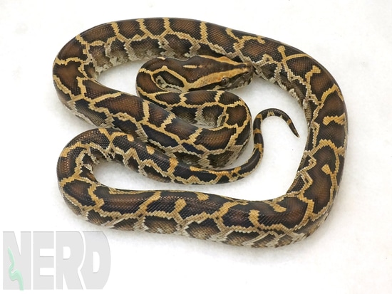 Normal Burmese Python by New England Reptile Distributors