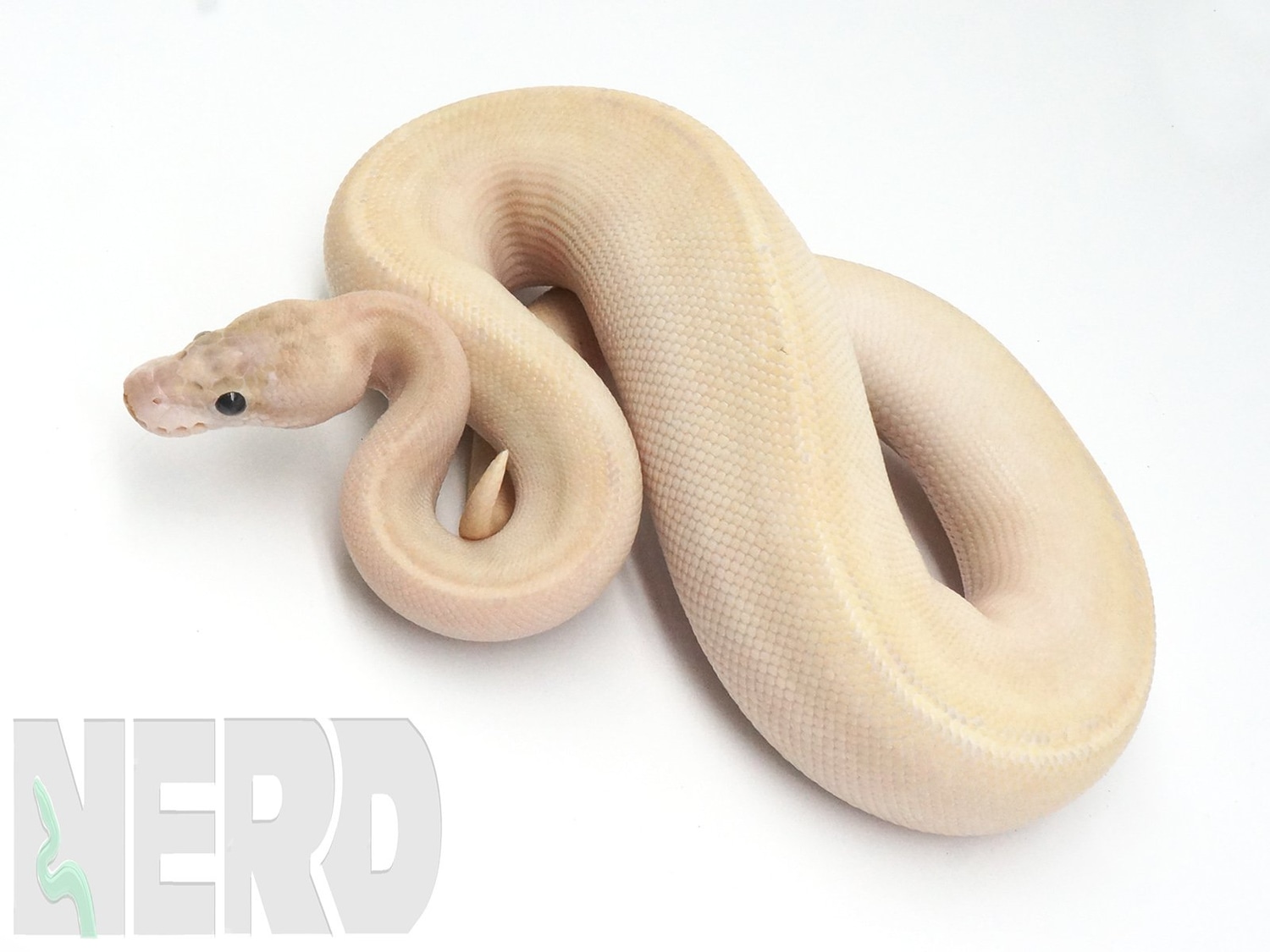 Pastel Ivory Plus Ball Python by New England Reptile Distributors ...