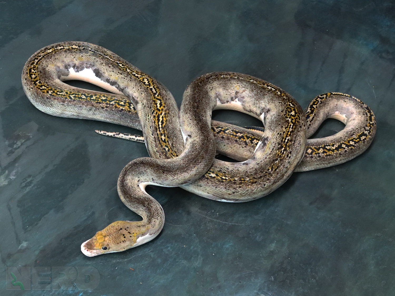 2018 Female Low White Piebald Het Albino Reticulated Python by New