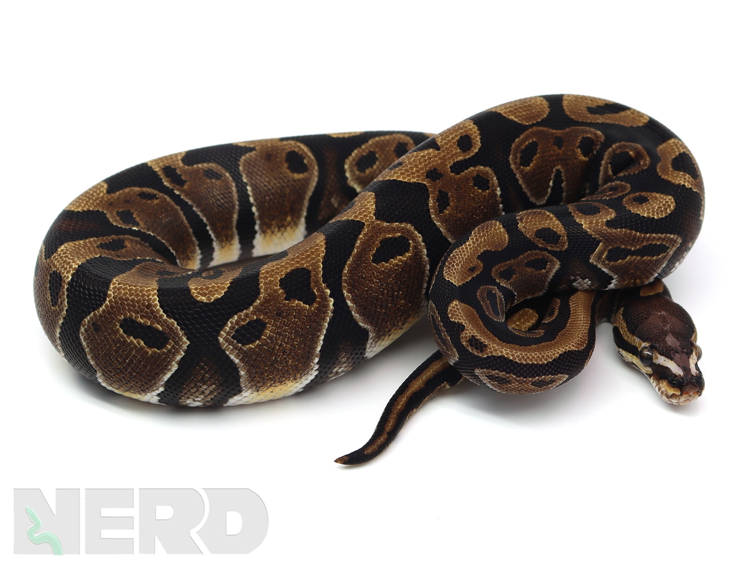 Microscale Ball Python by New England Reptile Distributors - MorphMarket