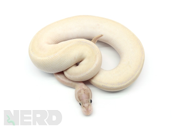 Gypsy Enchi Ivory Plus Ball Python by New England Reptile Distributors