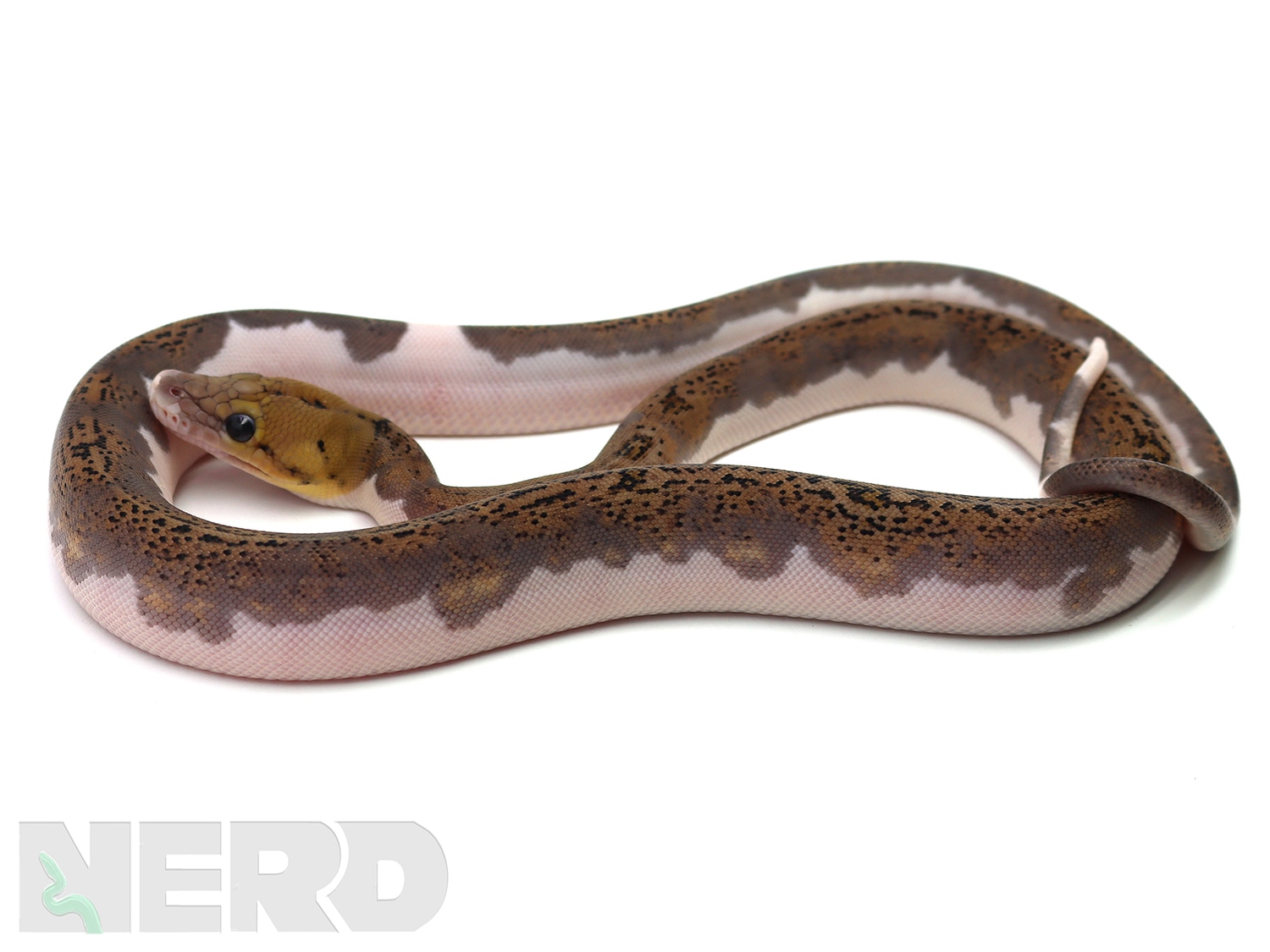 Piebald Reticulated Python by New England Reptile Distributors