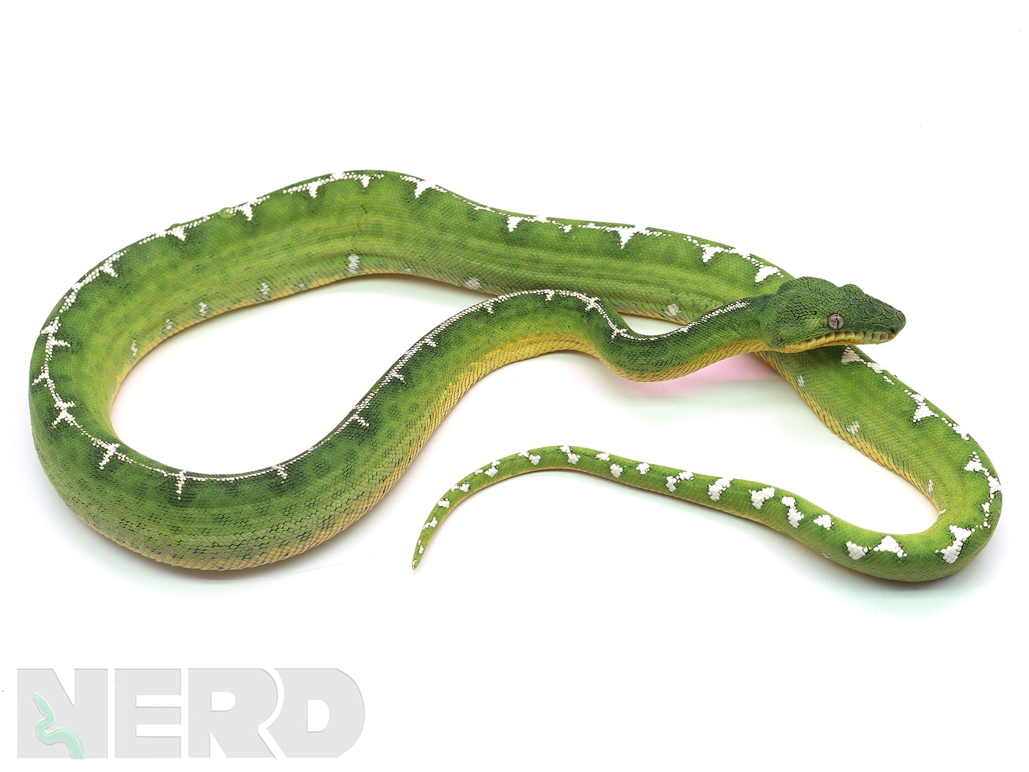 2019 CBB Male Emerald Tree Boa Amazon Basin Tree Boa by New England