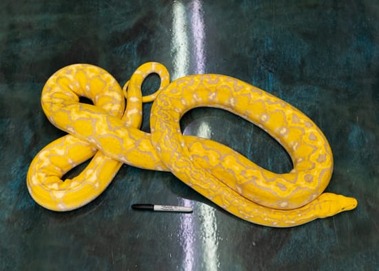 Proven Purple Marble Sunfire Reticulated Python by NERD