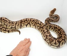 Super MicroScale Scaleless Ball Python by New England Reptile ...