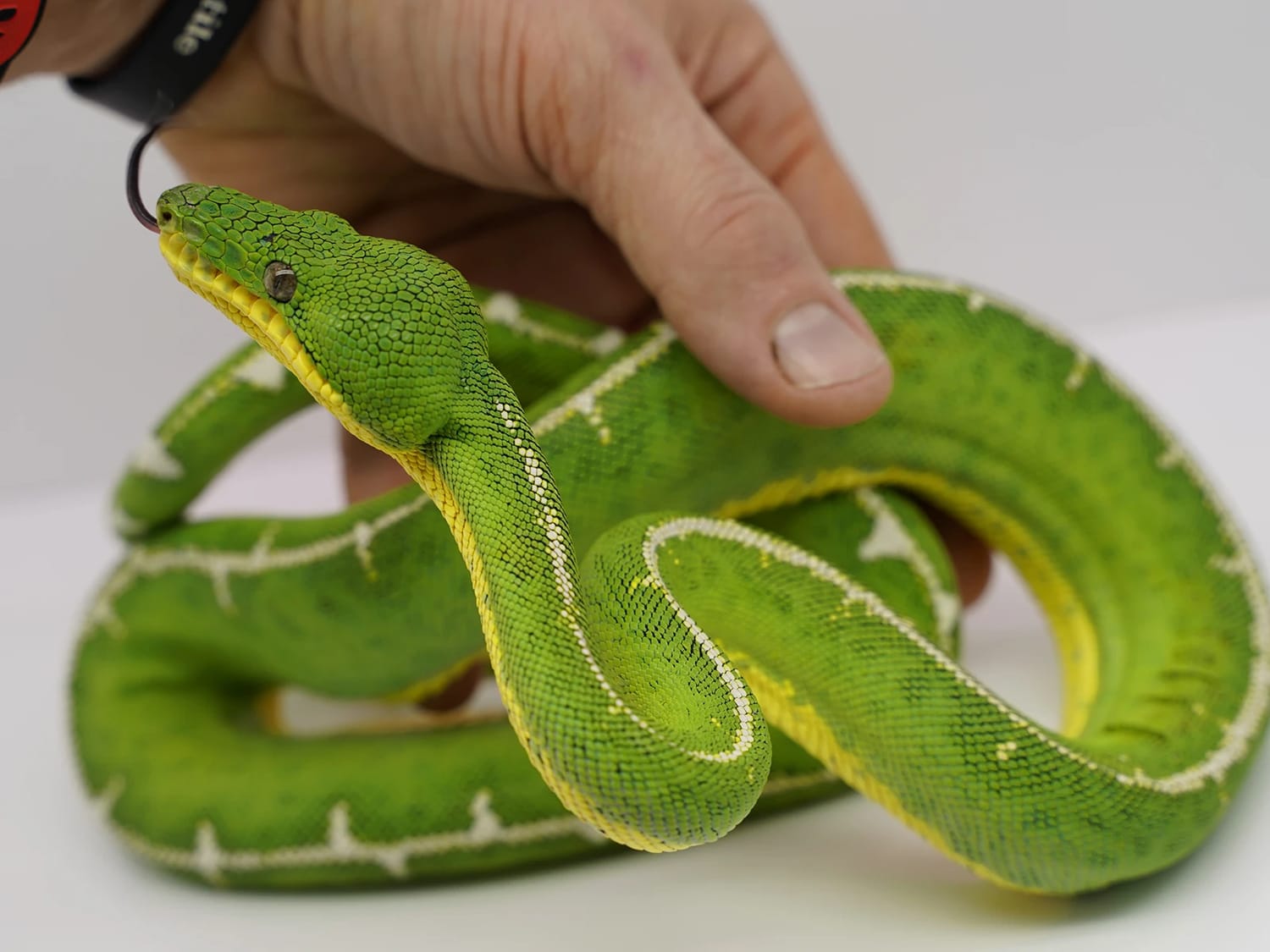 Barbed Wire Emerald Tree Boa Amazon Basin Tree Boa by New England