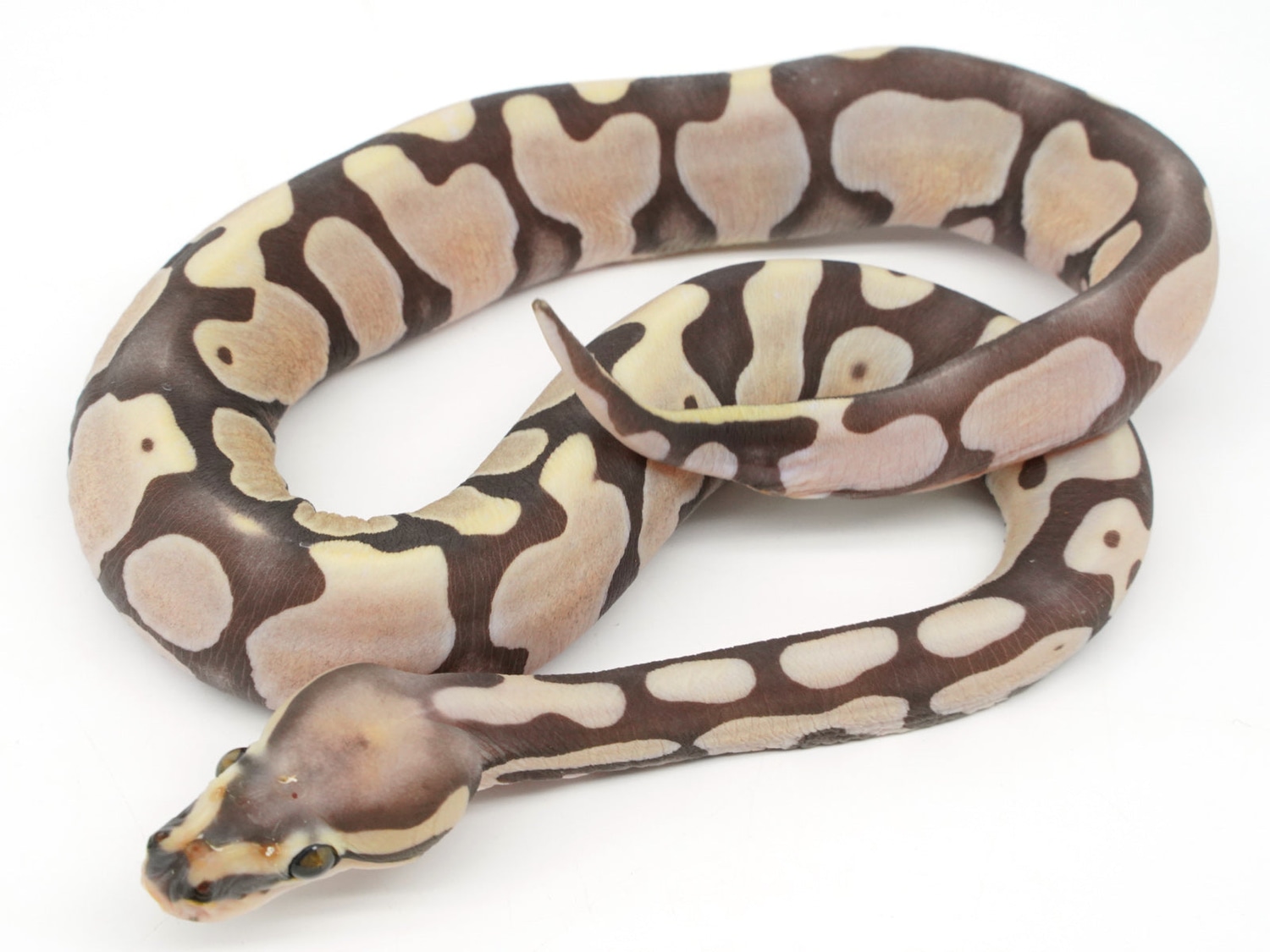 Super MicroScale Scaleless Ball Python by New England Reptile ...
