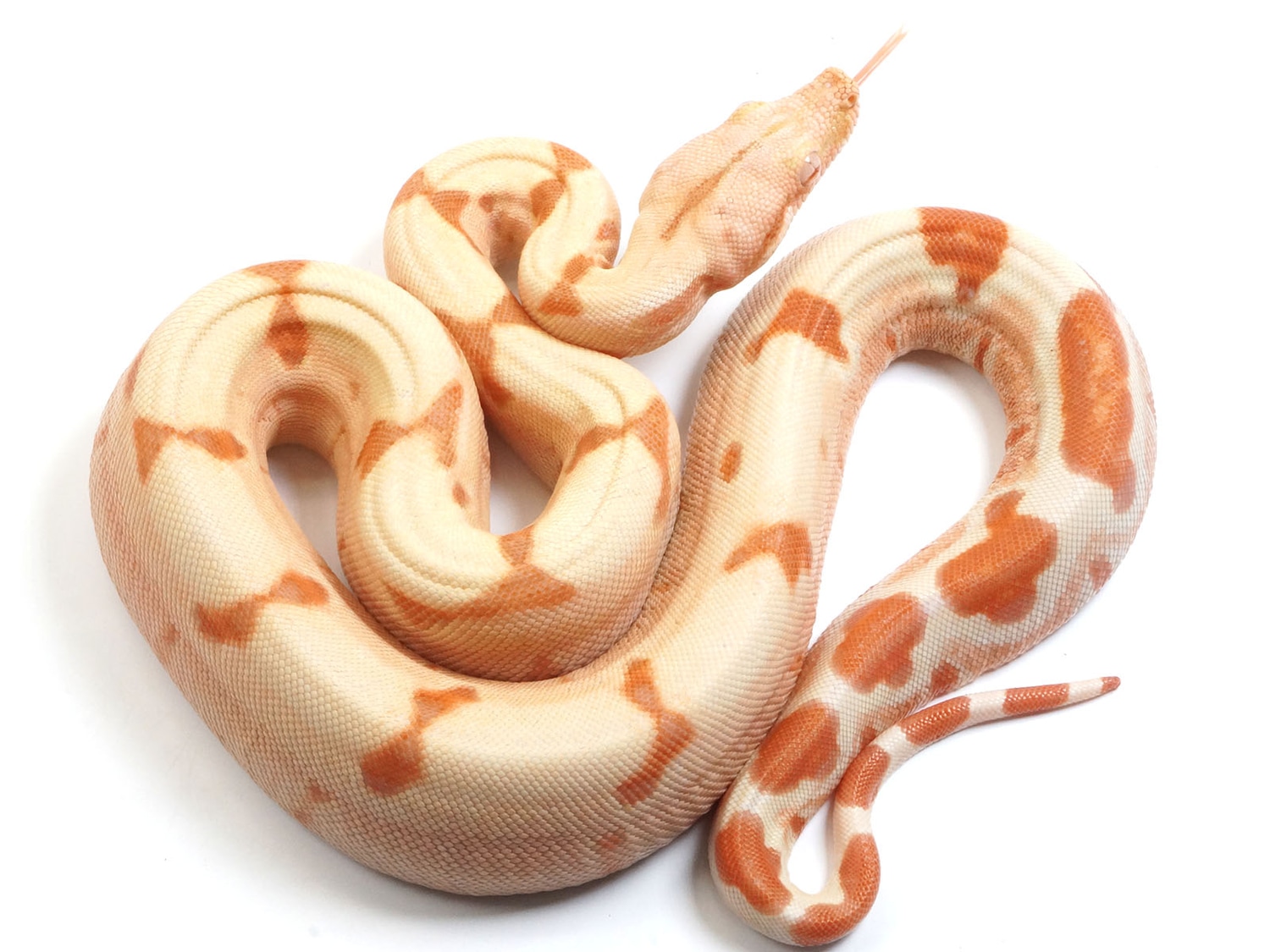 Lipstick Sunglow Jungle NICE Boa Constrictor by New England Reptile Distributors MorphMarket