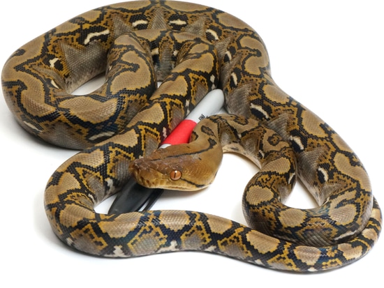 100% Het Caramel 66% Het Ocelot Reticulated Python by NERD