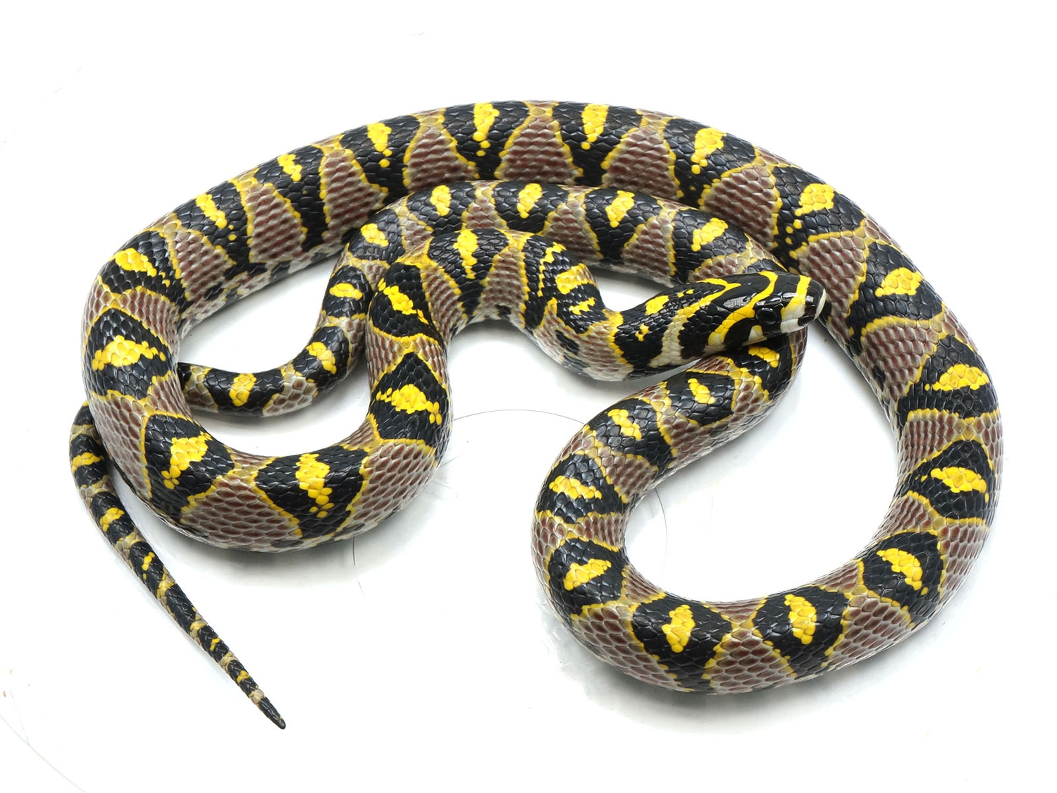 Breeder Yellow Mandarin Rat Snake by New England Reptile Distributors