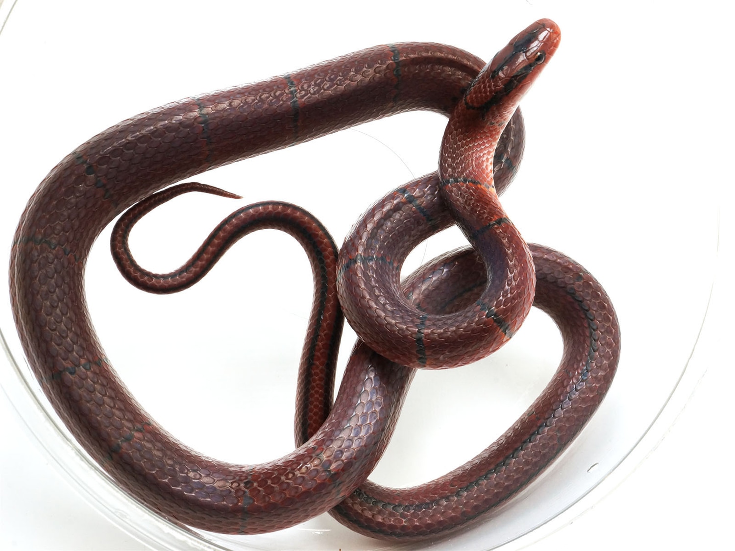 Breeder Laticinctus Broadband Bamboo Rat Snake by New England Reptile