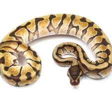 Super MicroScale Scaleless Ball Python by New England Reptile ...