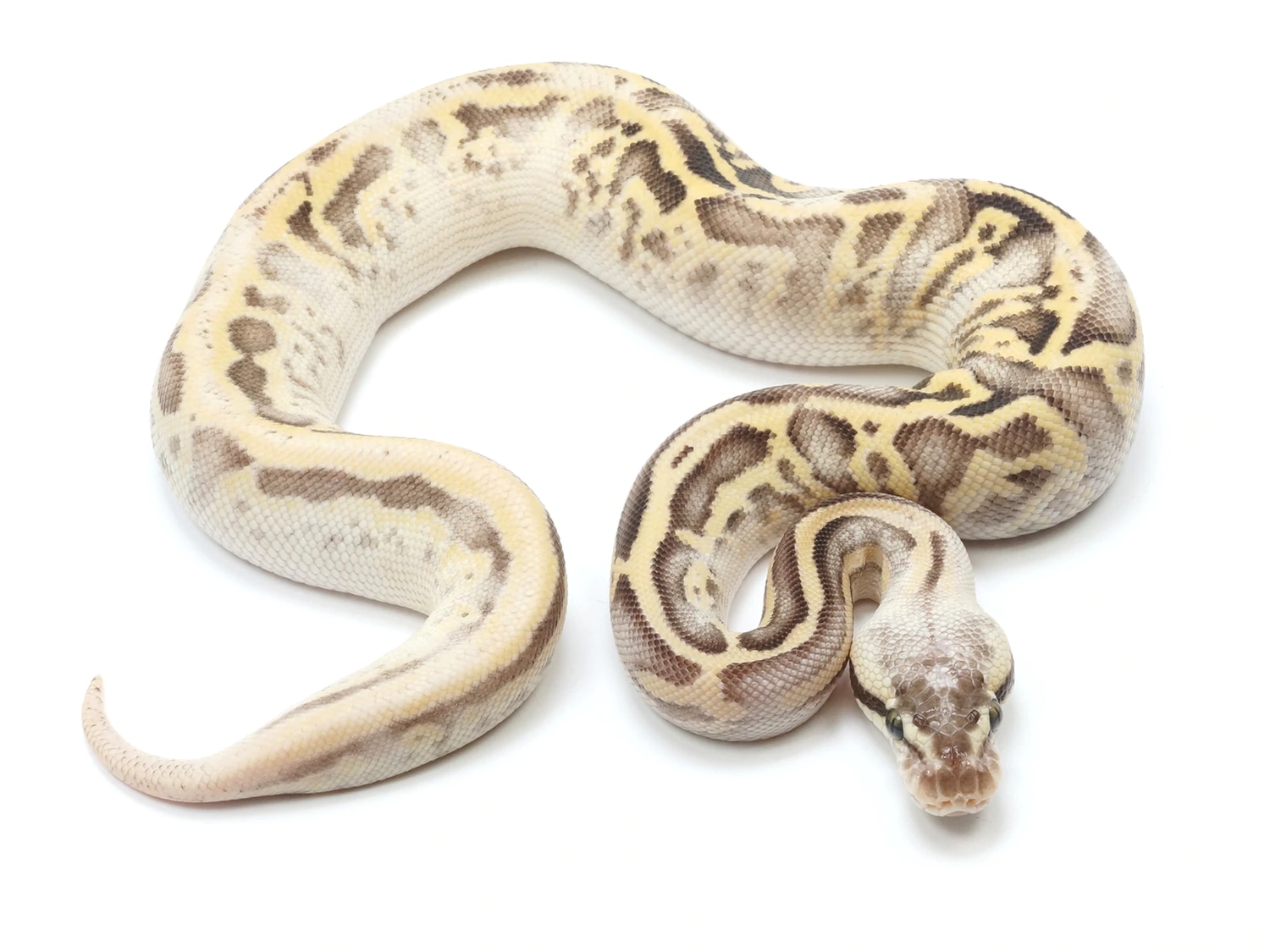Freeway Phantom Pastel Leopard Ball Python by New England Reptile ...