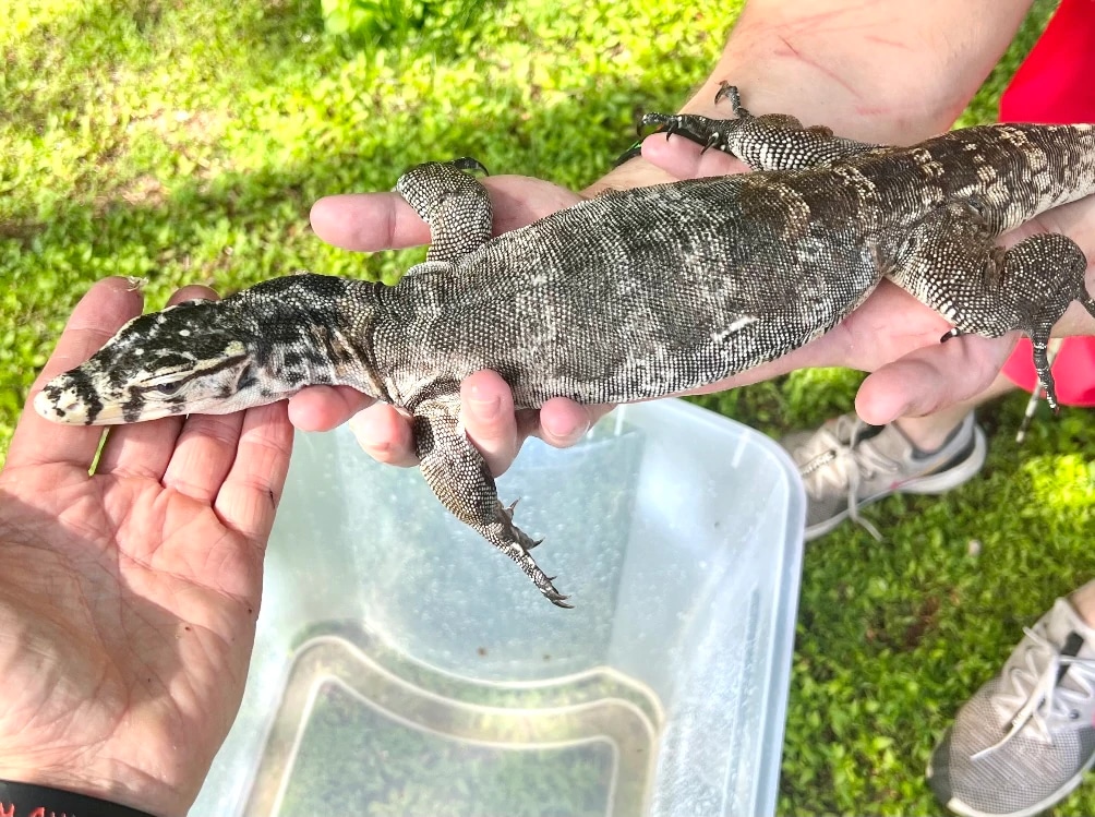 "Axanthic" Sumbawa Social Water Monitor - Smaller Growing DUS011 by New