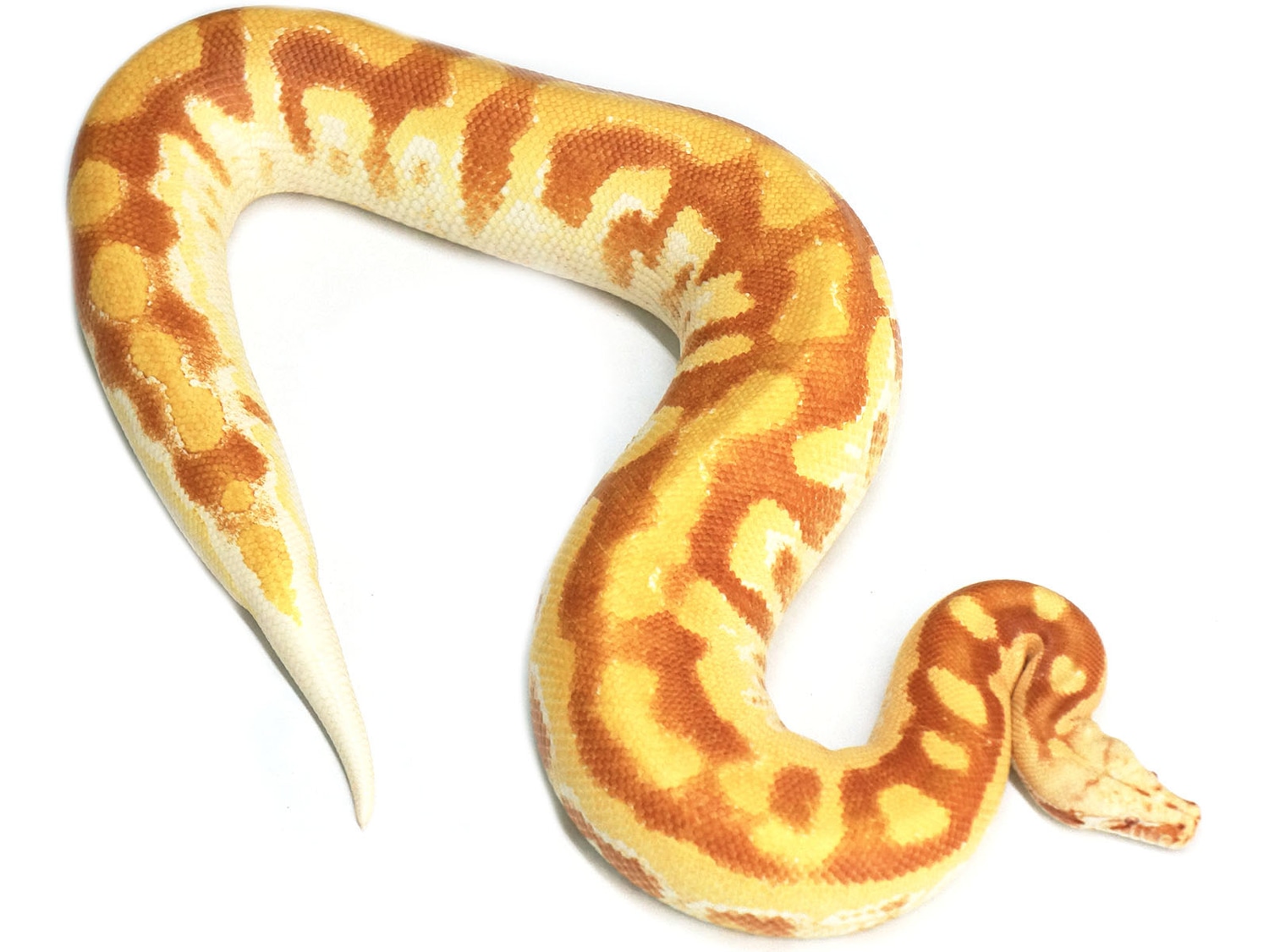 T Blood Python by New England Reptile Distributors MorphMarket
