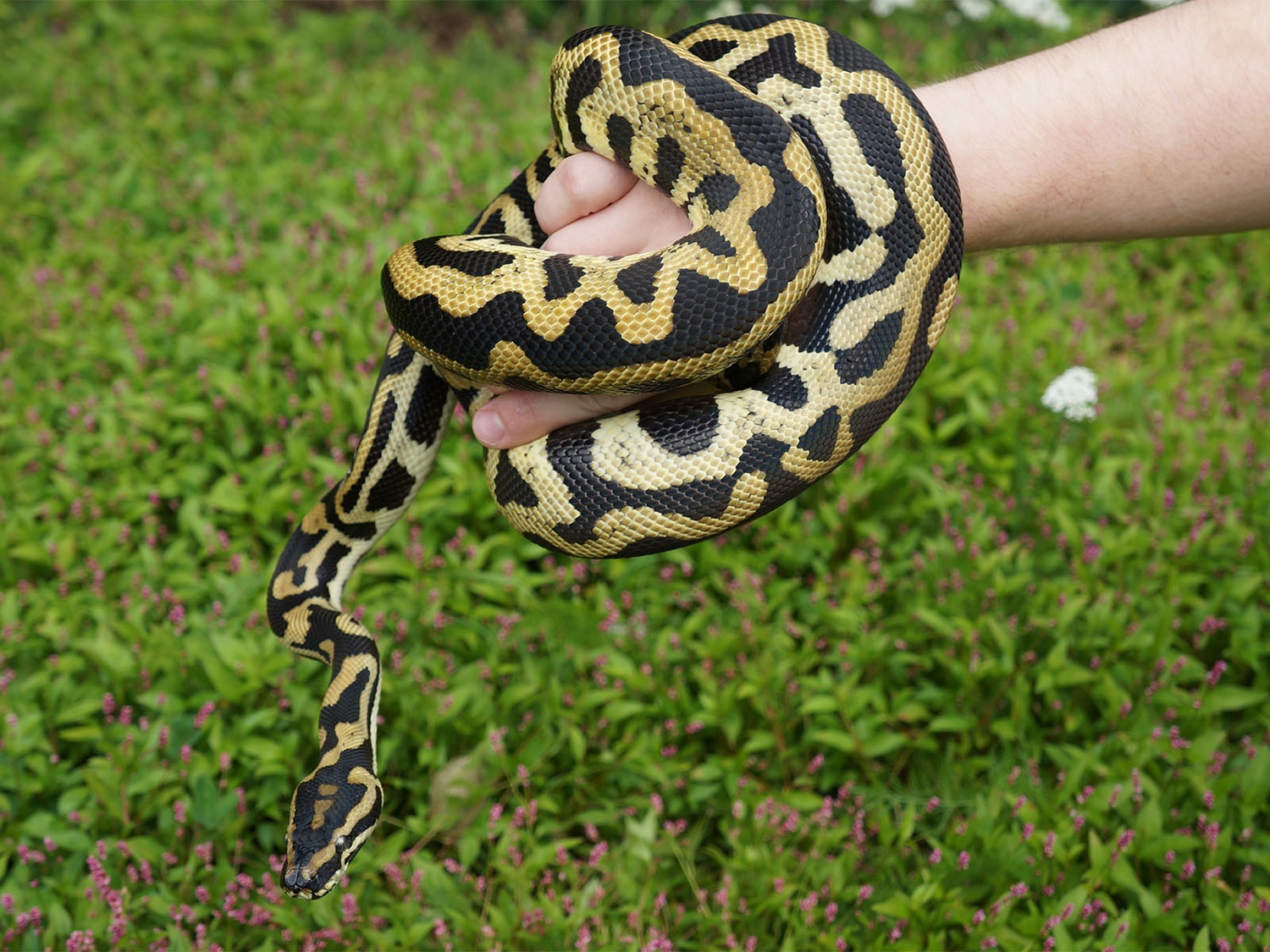 Ball Python X Carpet More Python by New England Reptile Distributors