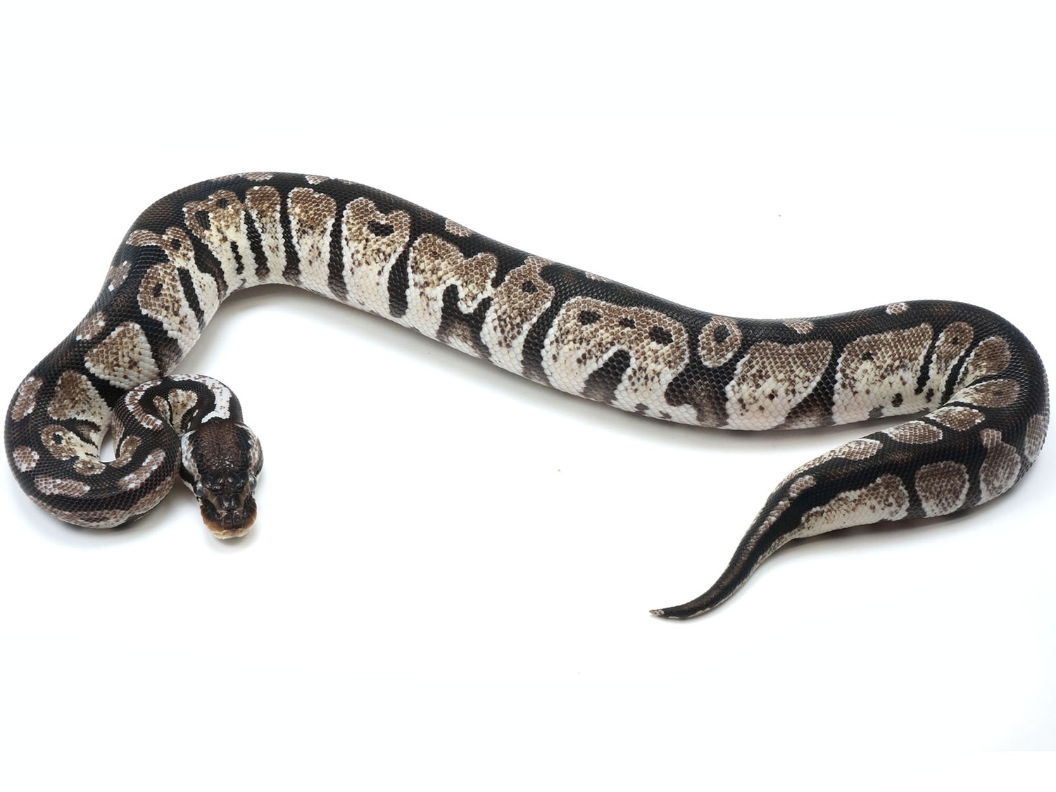 Axanthic Possible Het Desert Ghost Ball Python by New England Reptile ...