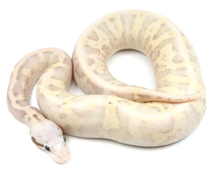 Super MicroScale Scaleless Ball Python by New England Reptile ...