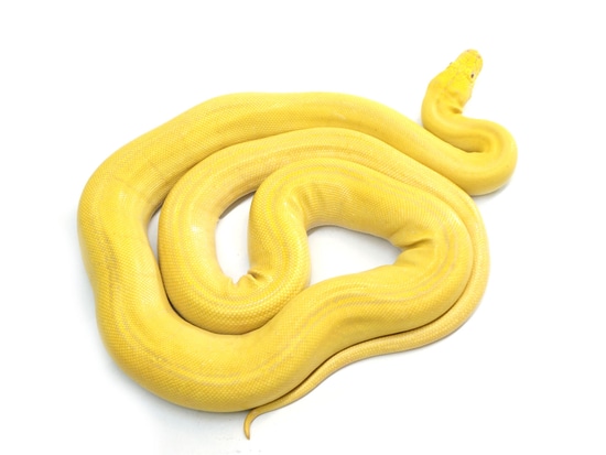 Albino Goldenchild Citrus + Reticulated Python by NERD