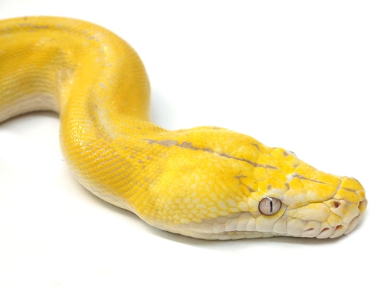 Citrus Lavender Albino Golden Child Tiger Reticulated Python by NERD