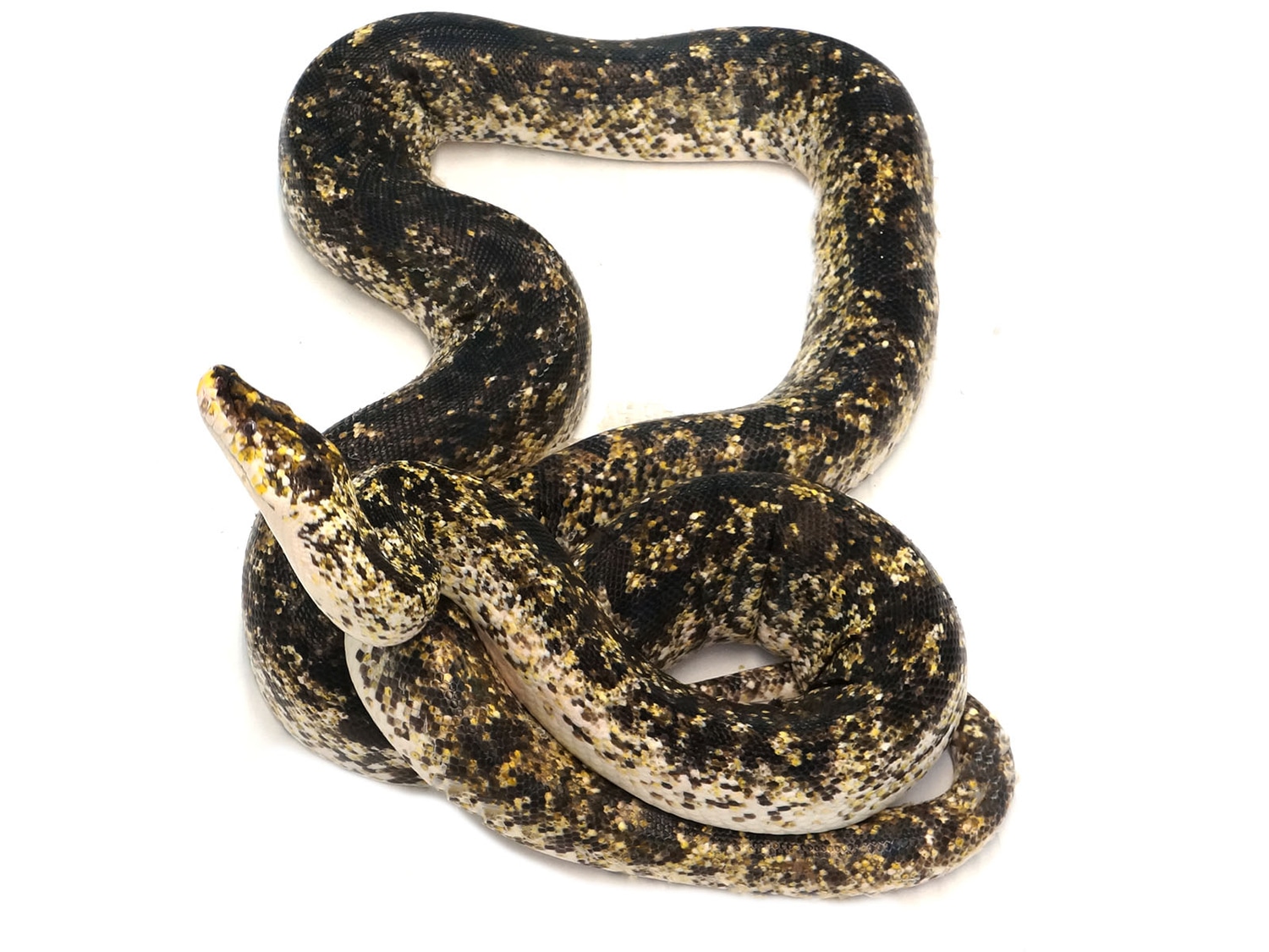 Golden Child Cow Reticulated Python - From The 1st Ever Cow Litter by ...