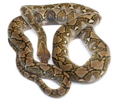 Anerythristic Jampea Het. Snow Paradox Reticulated Python by NERD