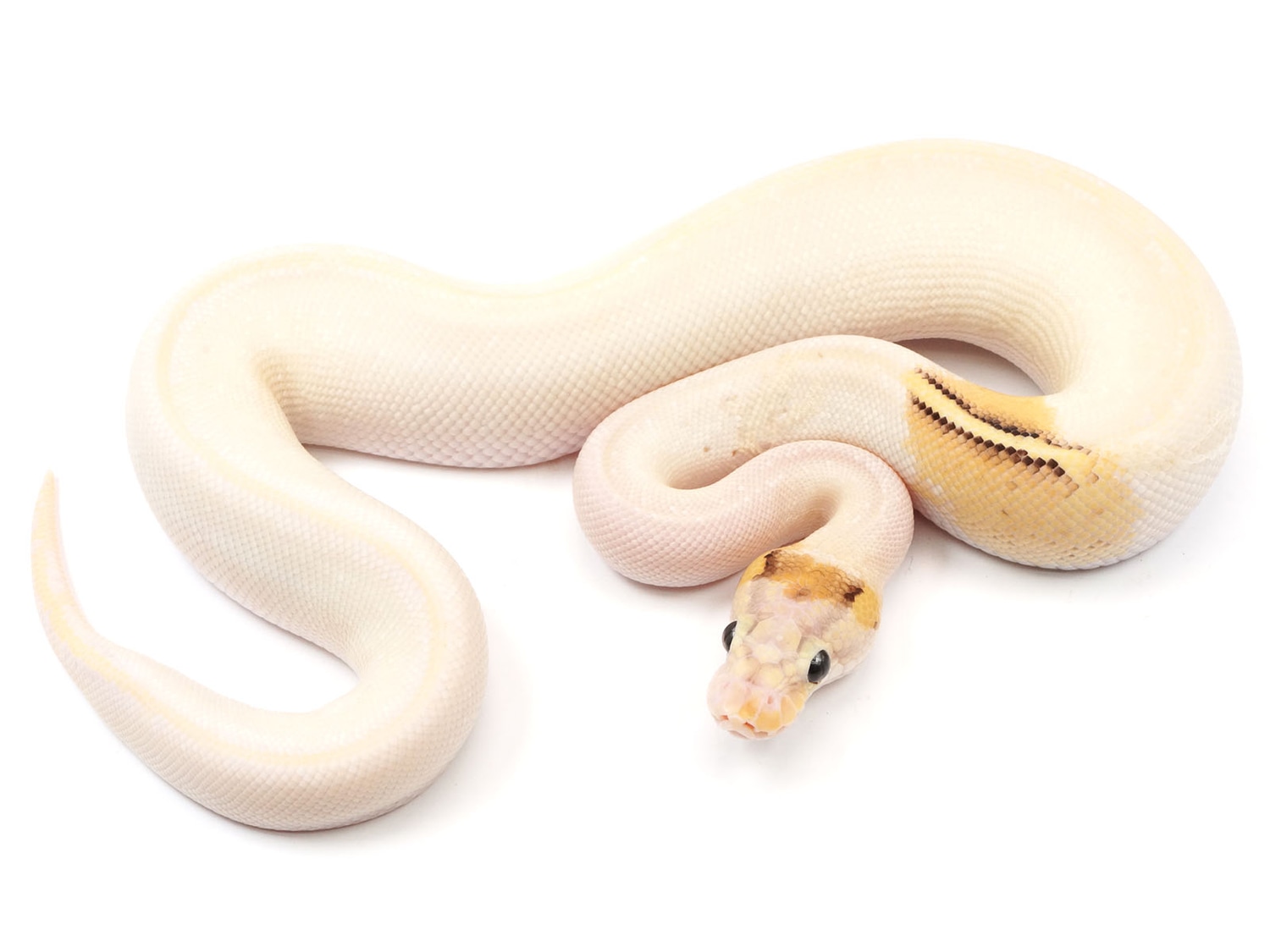 Paradox Ivory Combo Ball Python by New England Reptile Distributors