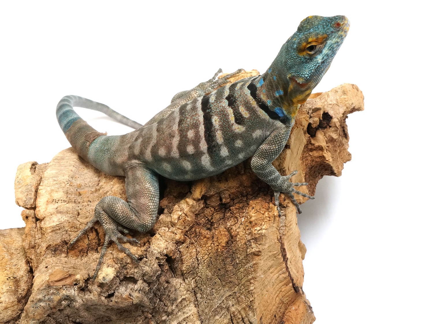 CBB Baja Blue Rock Lizard Sexed Pair More Lizard by New England Reptile