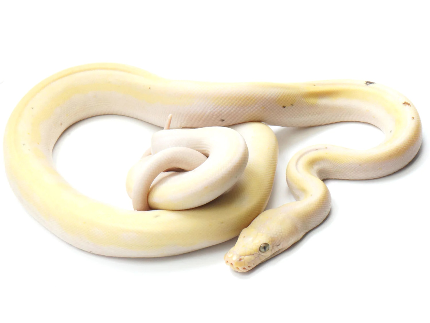 Cow Reticulated Python by New England Reptile Distributors - MorphMarket