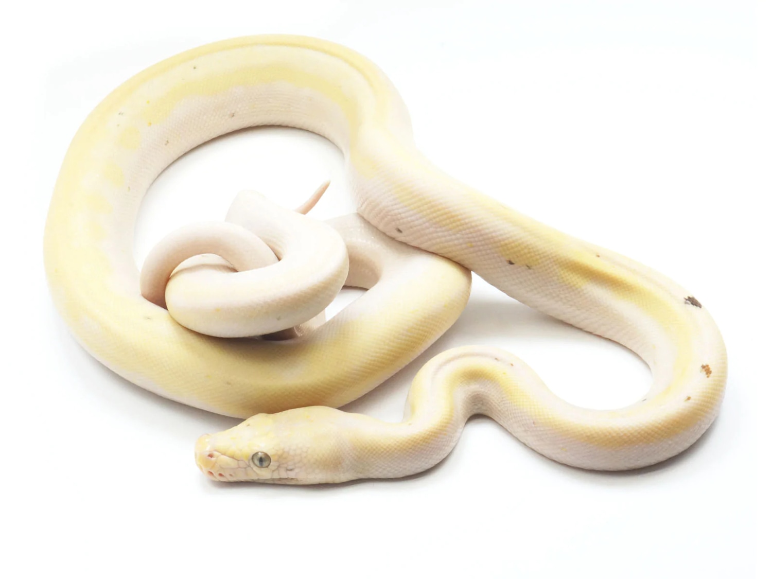 Cow Reticulated Python by New England Reptile Distributors - MorphMarket