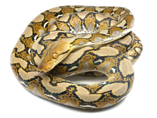 Het Ocelot 66% Het Caramel Reticulated Python by New England Reptile ...
