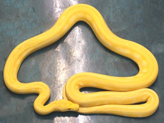 Albino Sun Tiger Reticulated Python by NERD