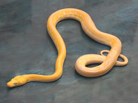 Citrus Lavender Albino Goldenchild Reticulated Python by NERD