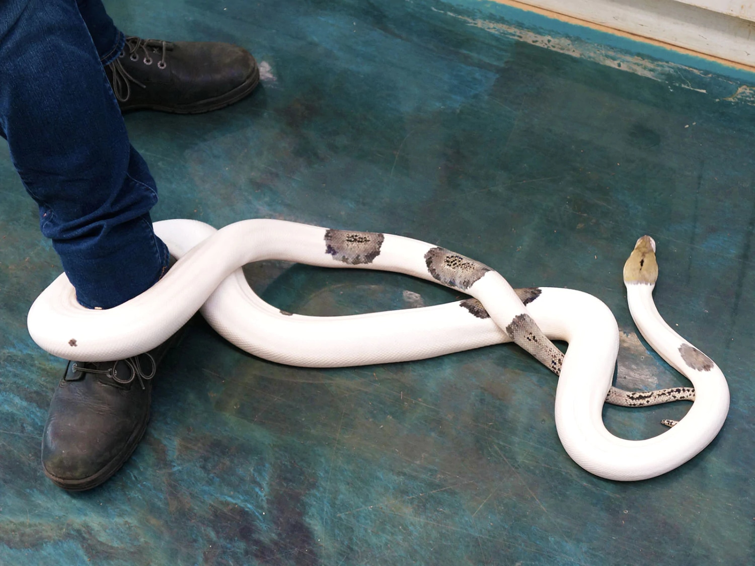 High White Piebald Reticulated Python by New England Reptile