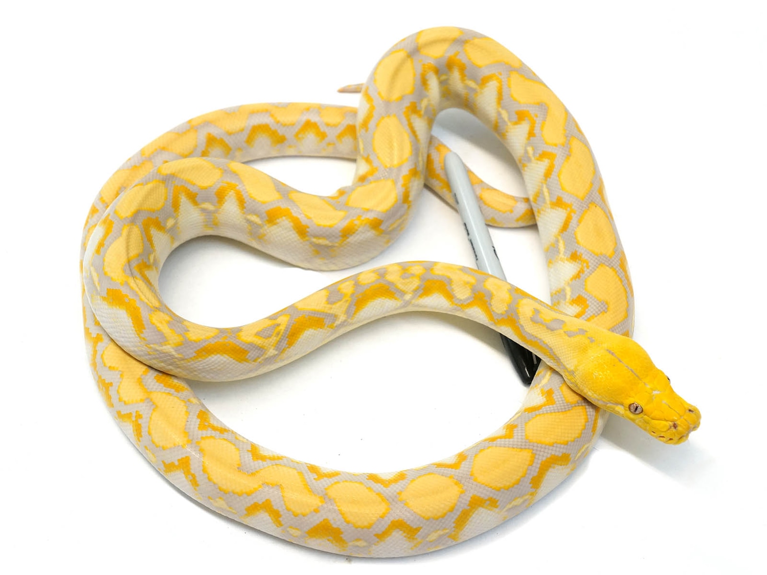 Citrus Lavender Reticulated Python by New England Reptile Distributors ...