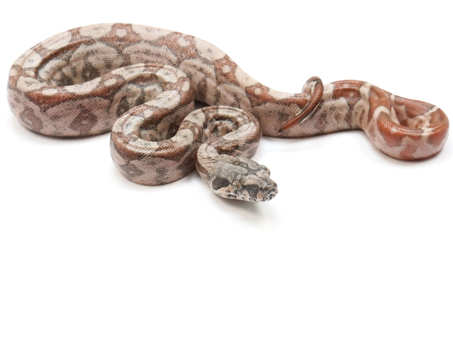 Hypo 66 Possible Het Leopard Sonoran Boa Constrictor Imperator by New