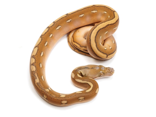 Orange Ghost Stripe Calico Reticulated Python by New England Reptile ...