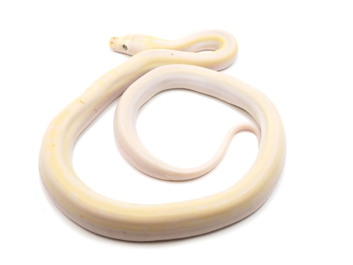 Cow Reticulated Python by New England Reptile Distributors - MorphMarket
