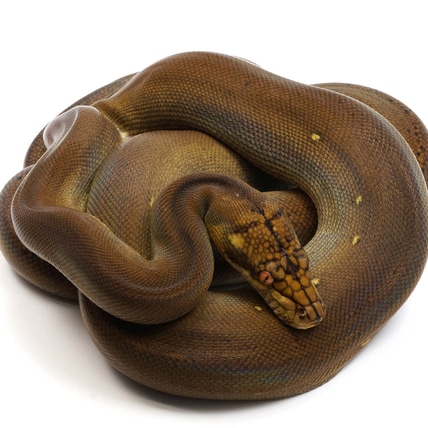 Albino Goldenchild Graniteback Reticulated Python by New England ...